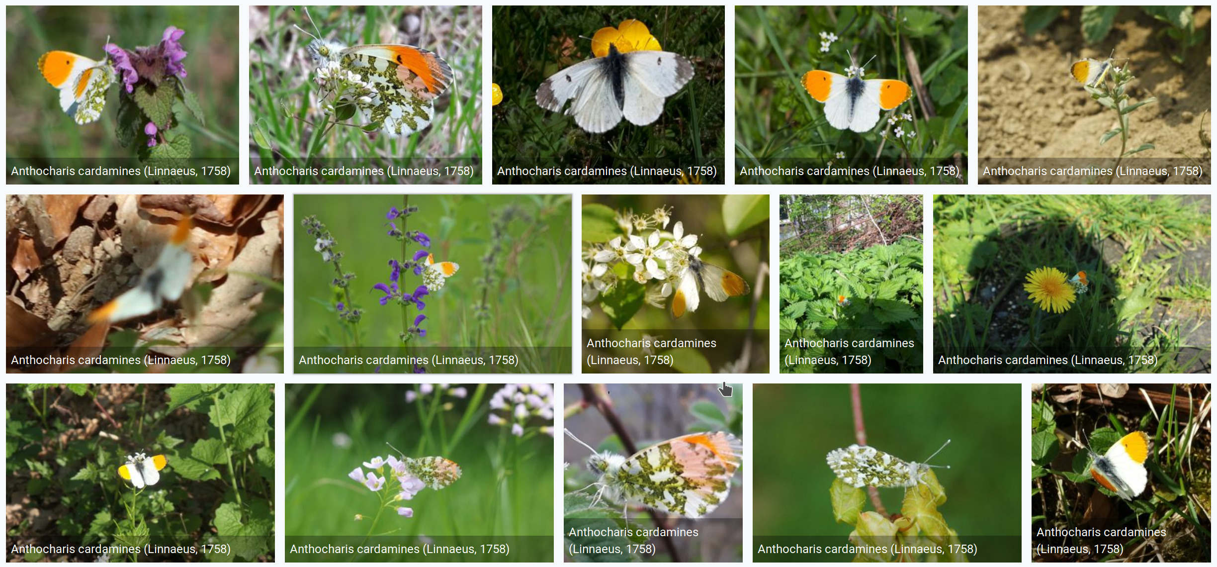 Butterflies